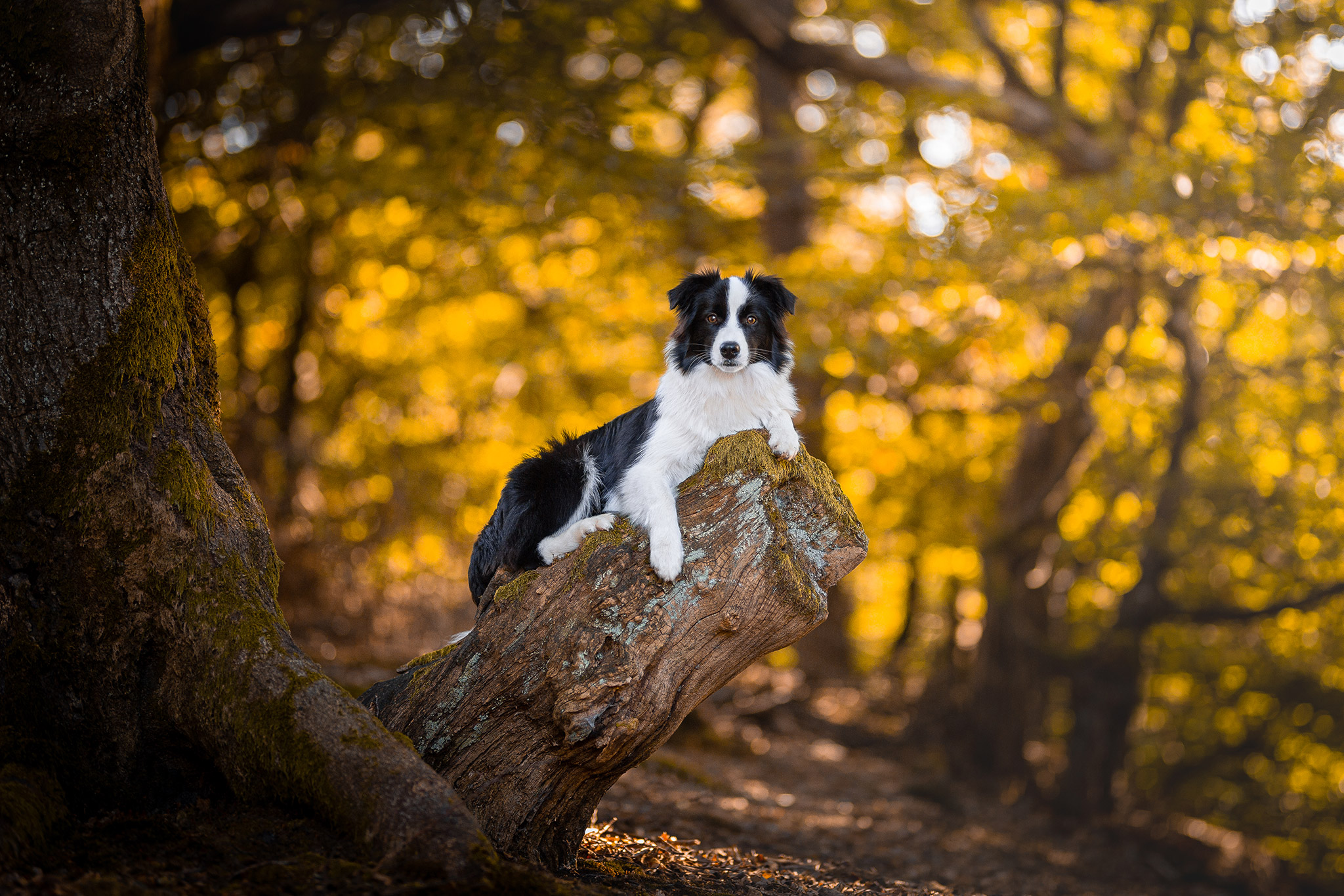 Border Collie Junghündin mit 7 Monaten