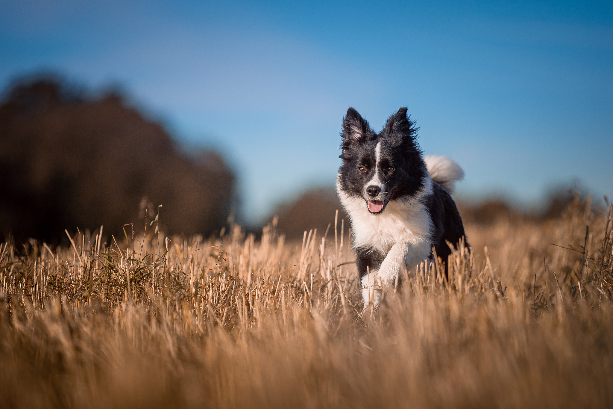 Border Collie Junghündin mit 7 Monaten