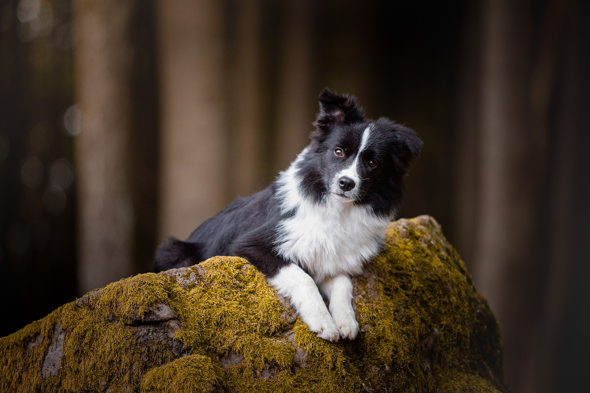 Border Collie Junghündin mit 7 Monaten