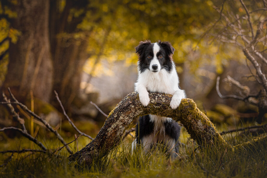 Border Collie Junghündin mit 7 Monaten