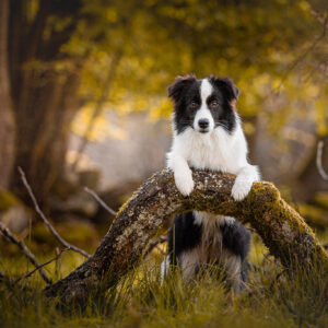 Border Collie Junghündin mit 7 Monaten