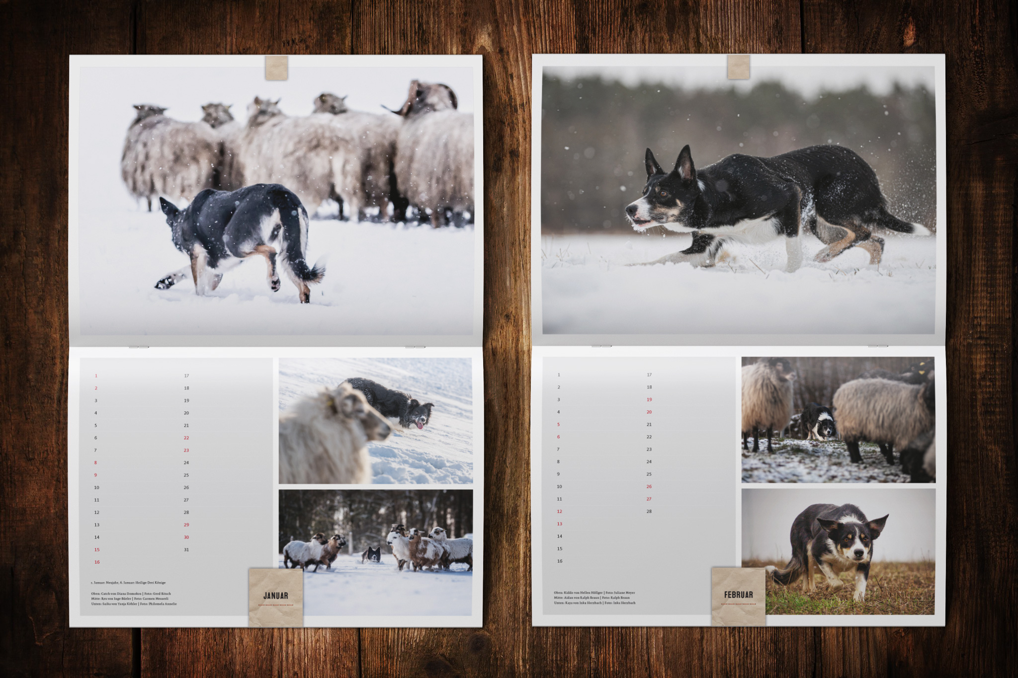 Border Collie Kalender