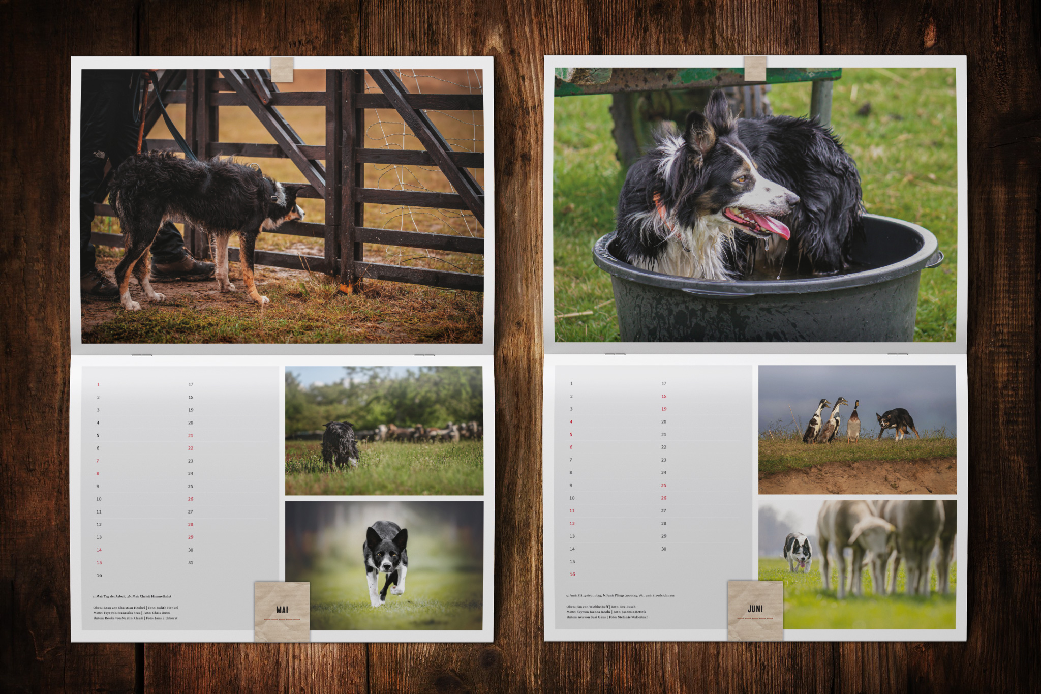 Border Collie Kalender