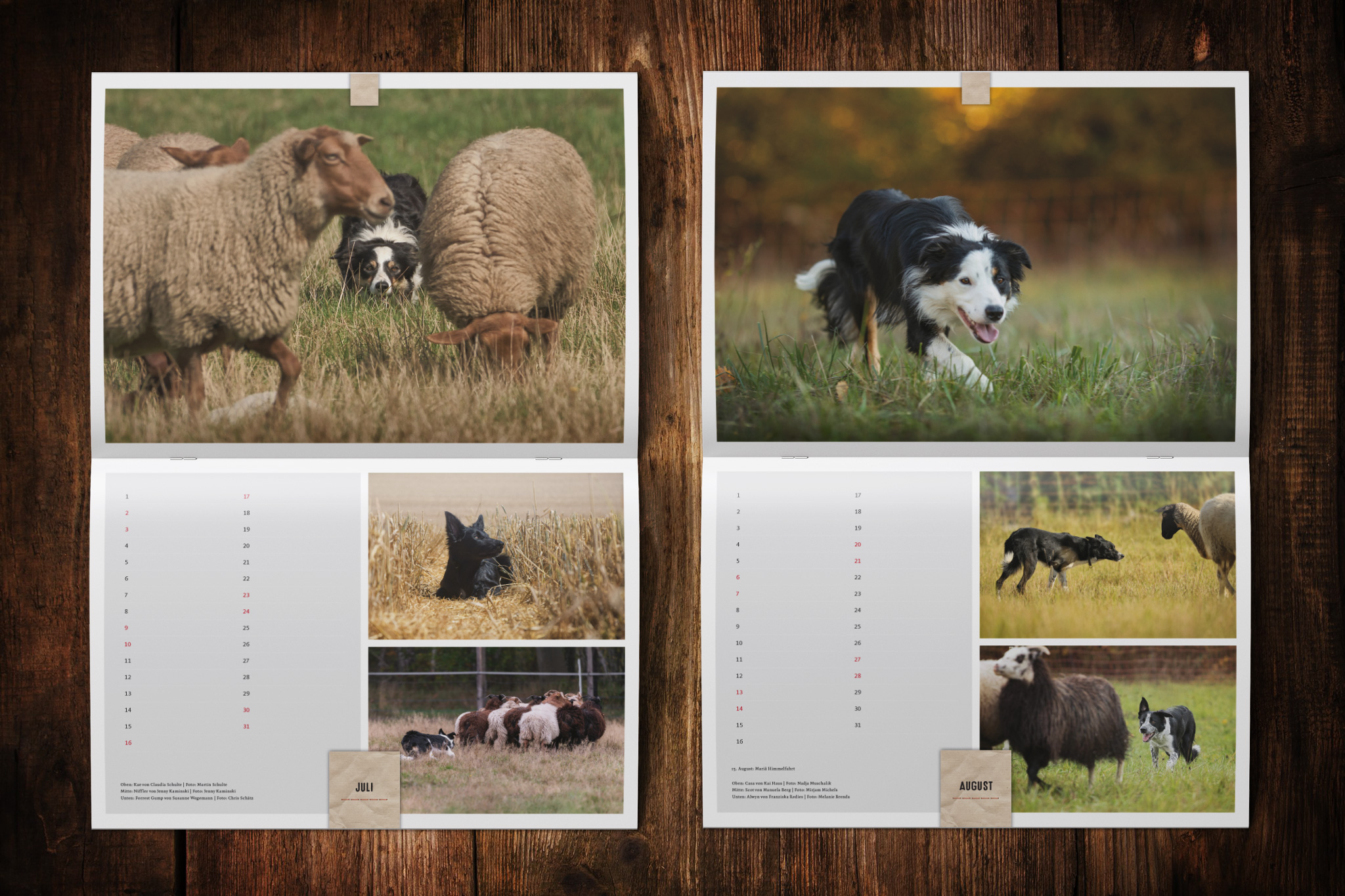 Border Collie Kalender