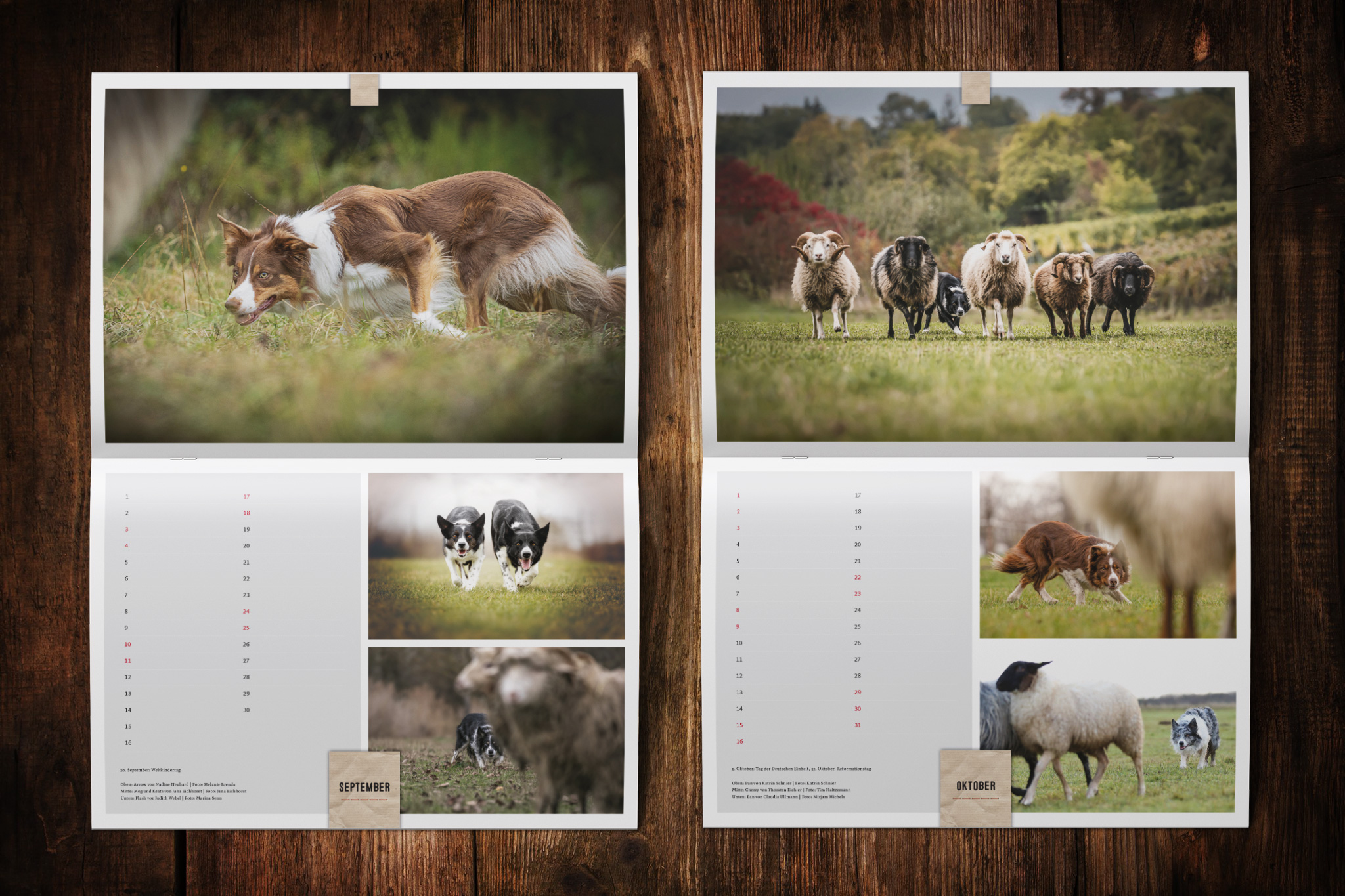 Border Collie Kalender