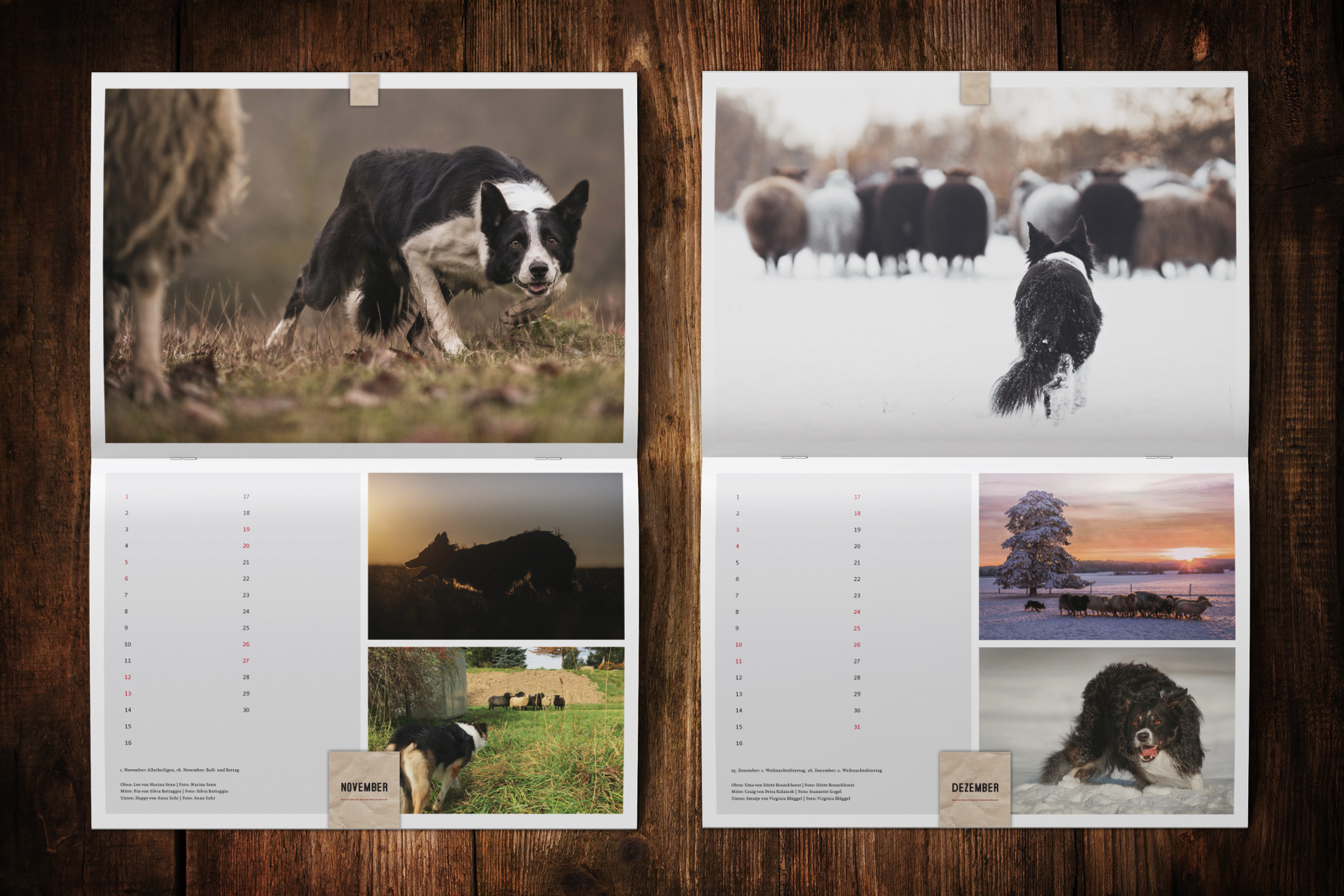 Border Collie Kalender