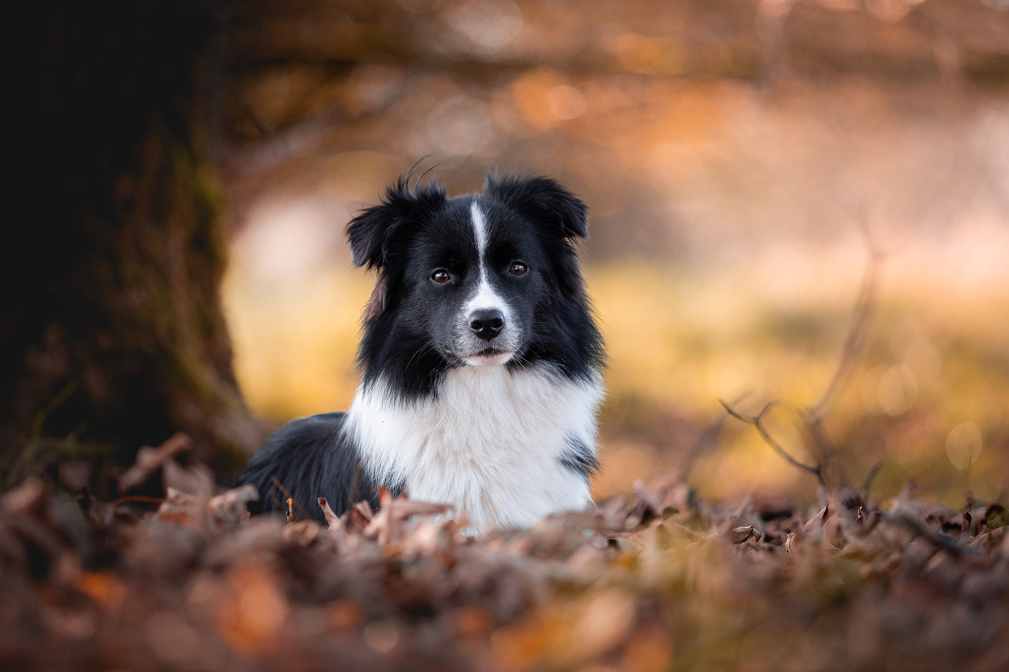 Border Collie Hündin, acht Monate alt