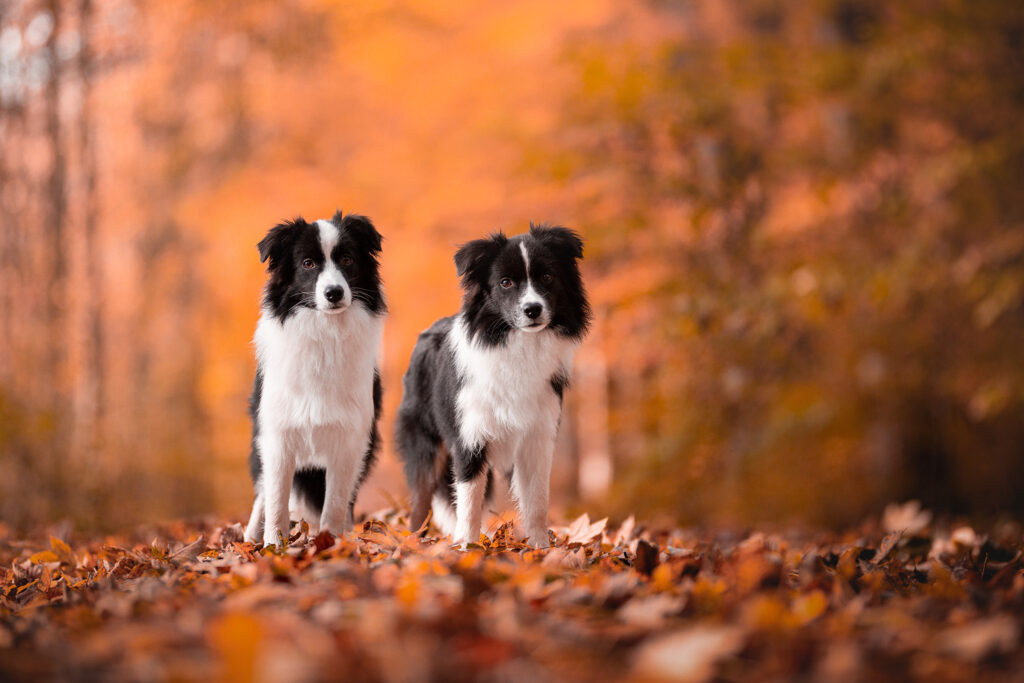 Border Collie Junghündinnen im goldenen Herbstwald