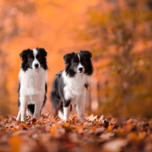 Border Collie Junghündinnen im goldenen Herbstwald