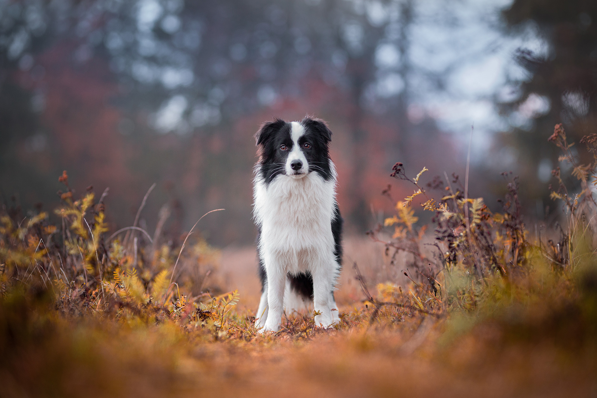 Border Collie Hündin, acht Monate alt