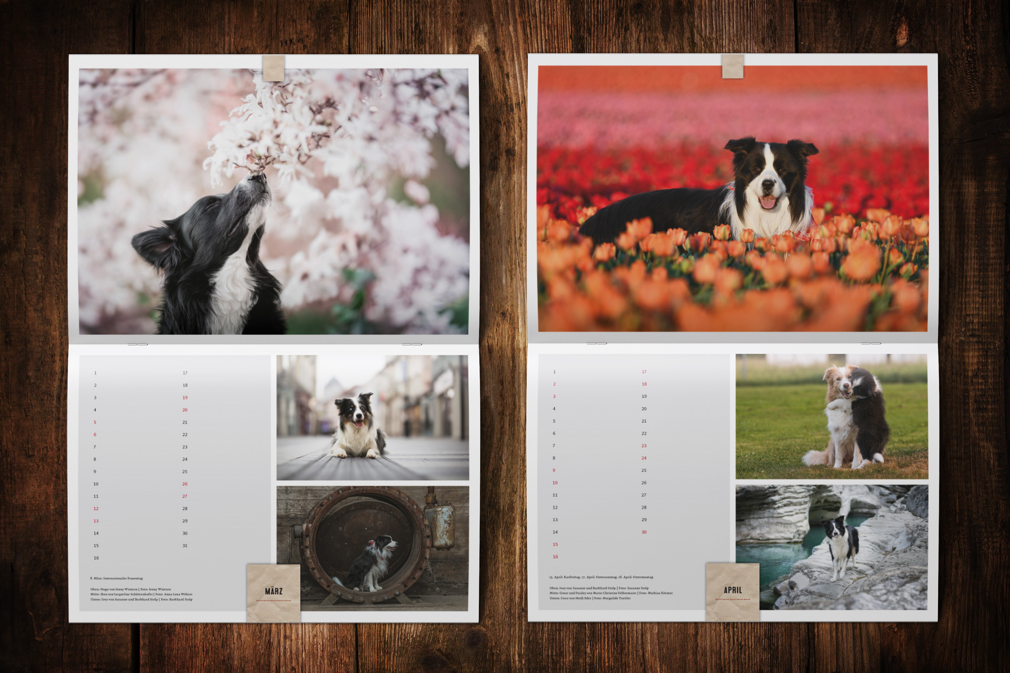 Border Collie Kalender