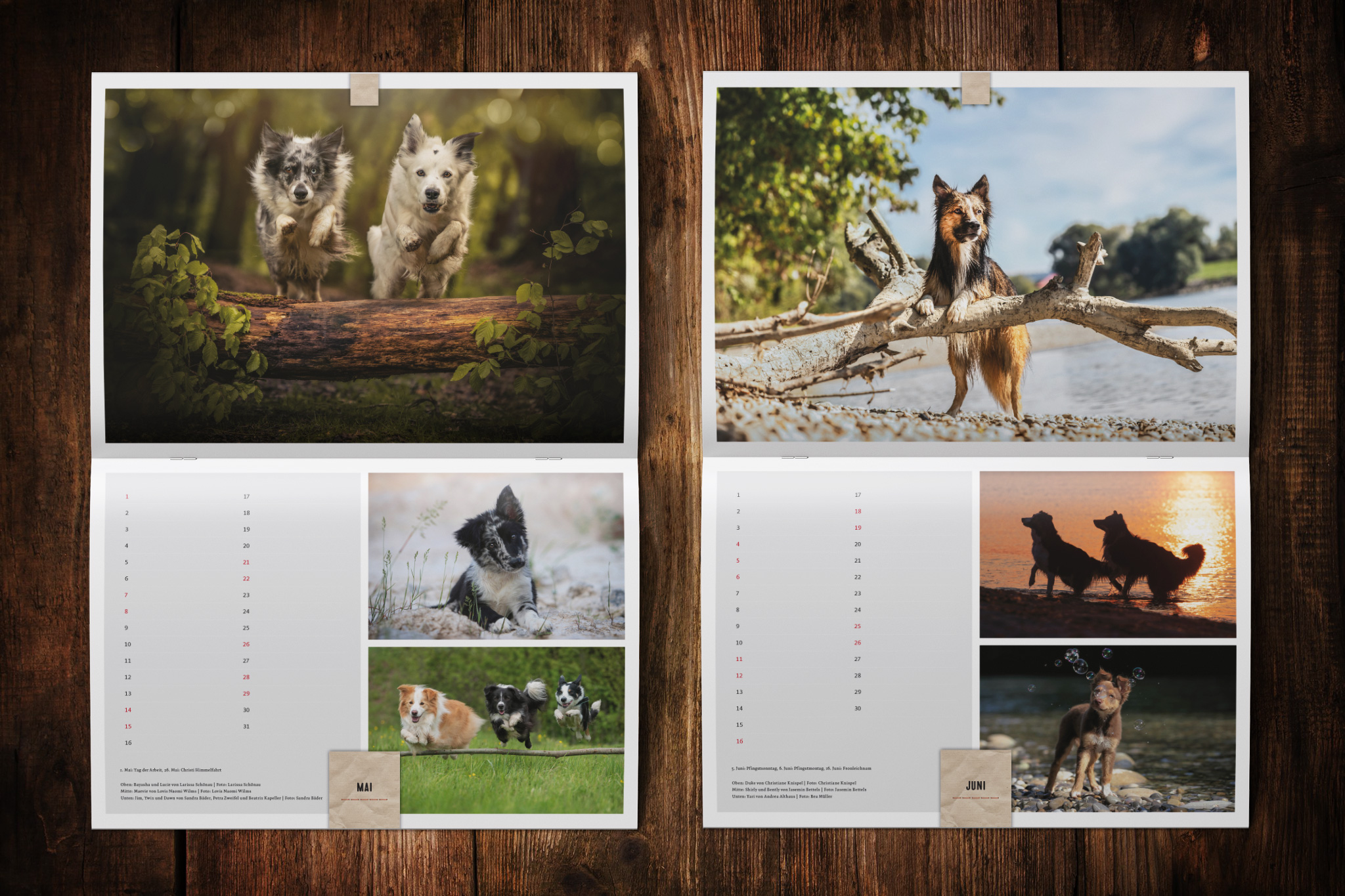 Border Collie Kalender