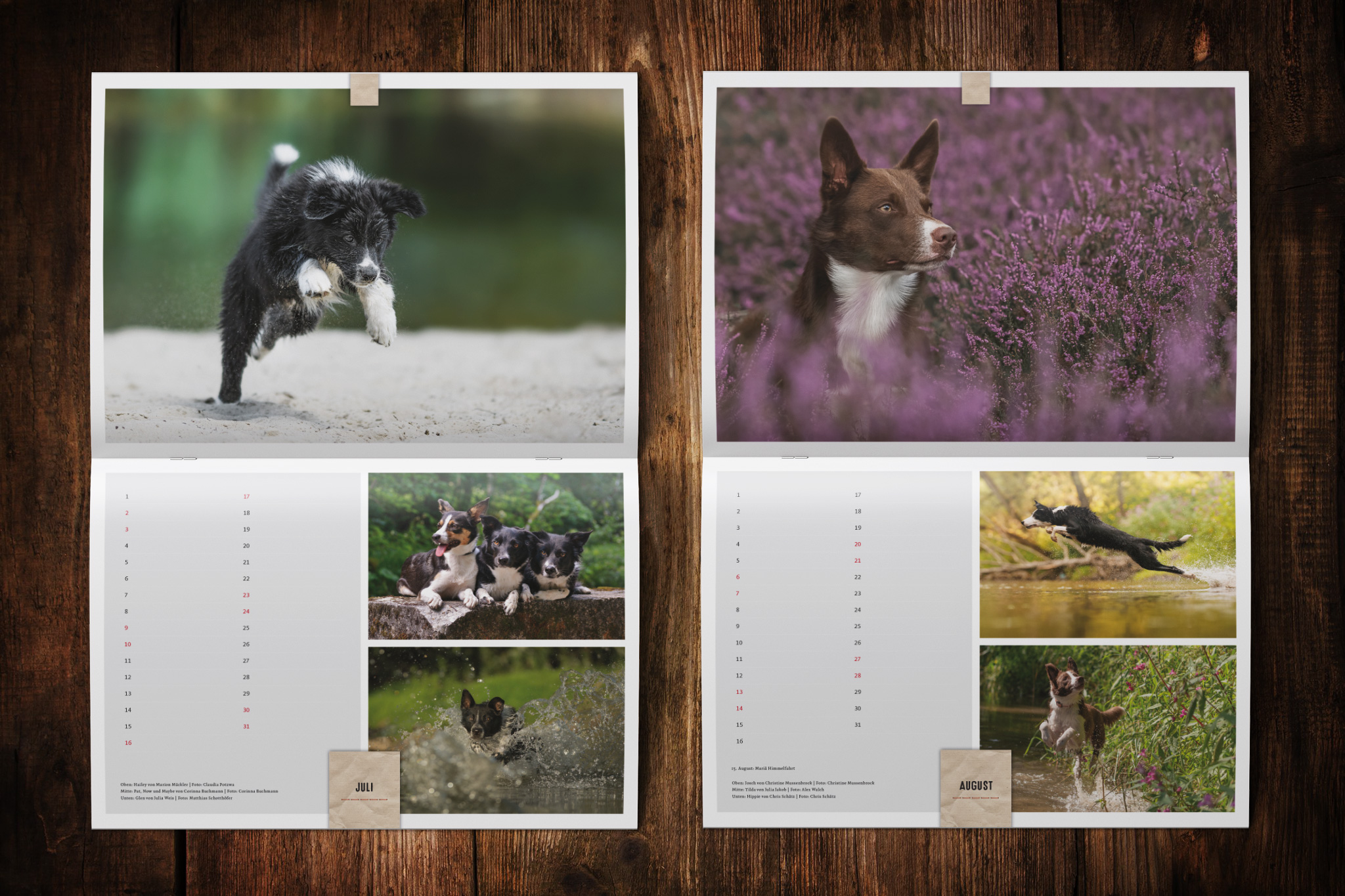 Border Collie Kalender