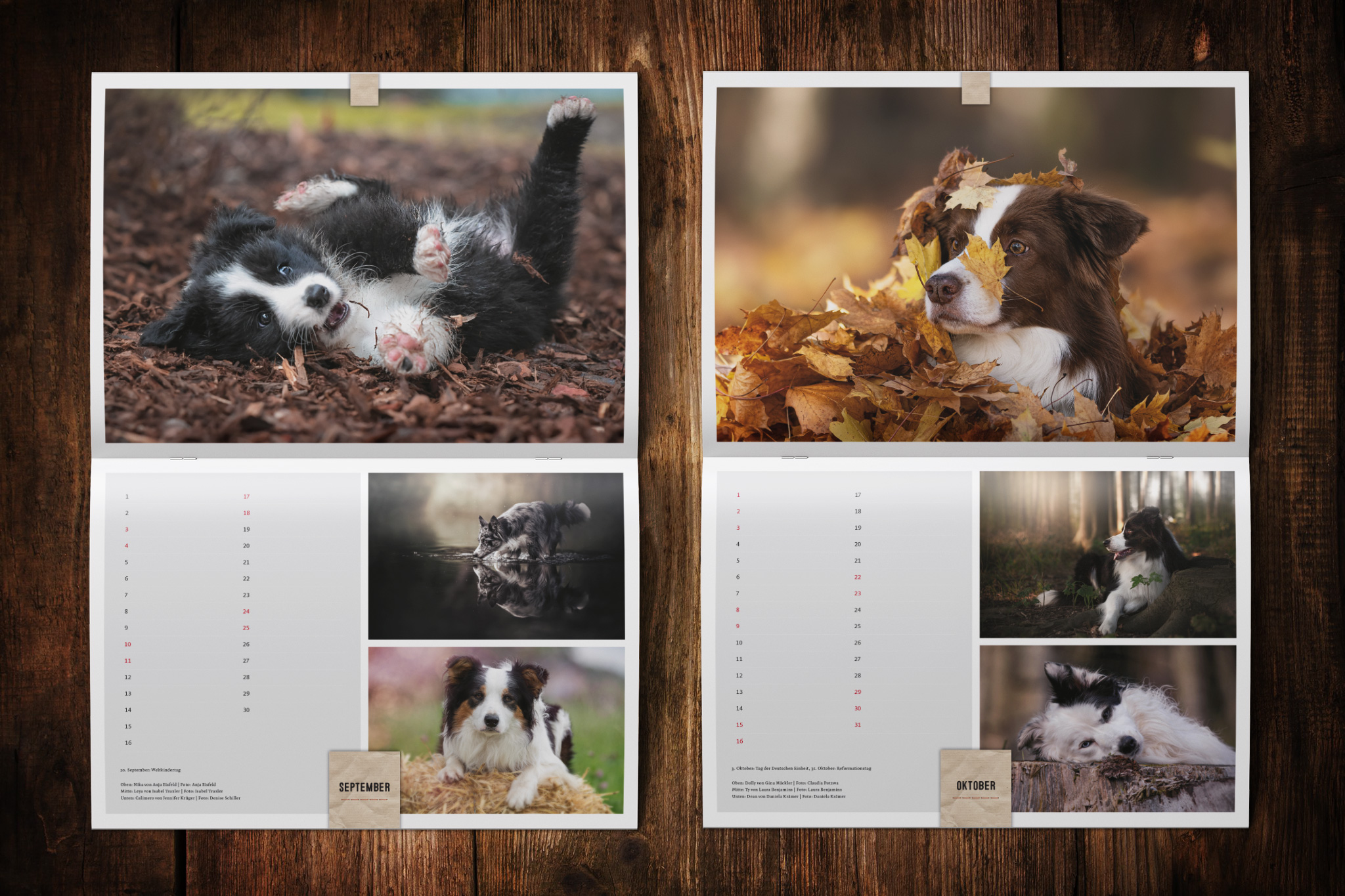 Border Collie Kalender