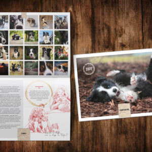 Border Collie Kalender