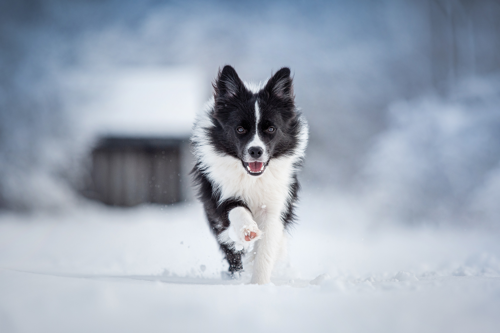 Border Collie Hündin, 9 Monate alt