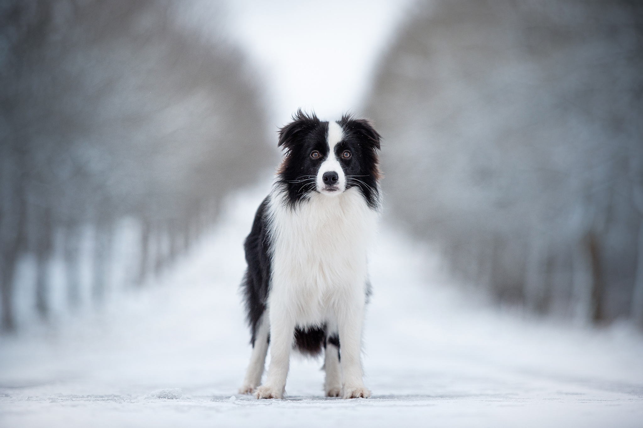 Border Collie Hündin, 9 Monate alt