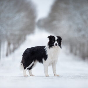 8 Monate alte Border Collie Hündin auf einer Allee im Schnee