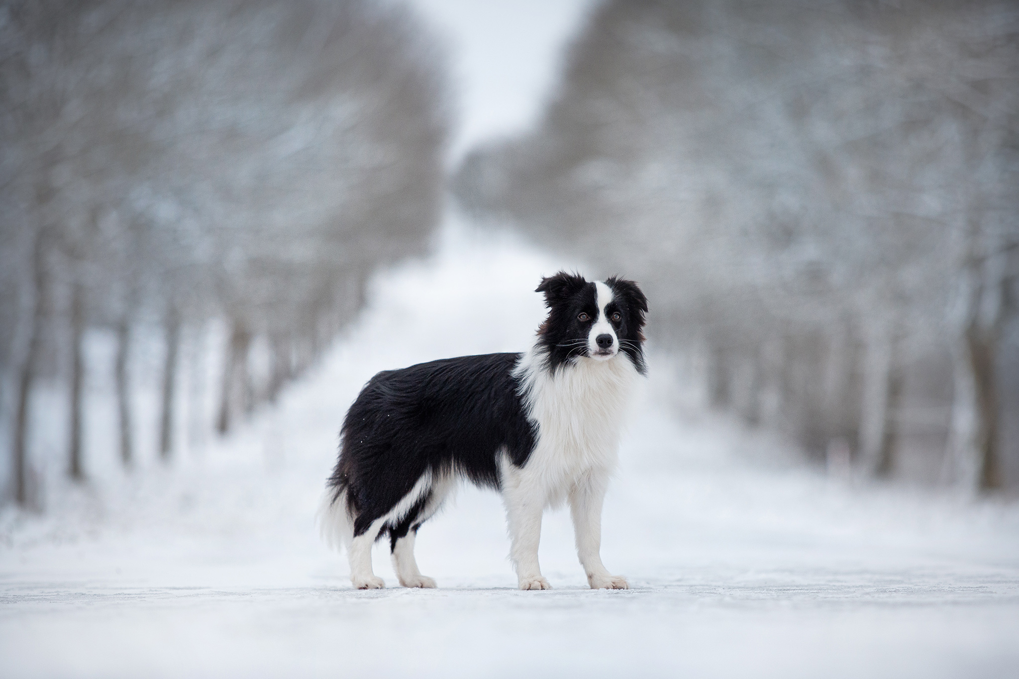 8 Monate alte Border Collie Hündin auf einer Allee im Schnee