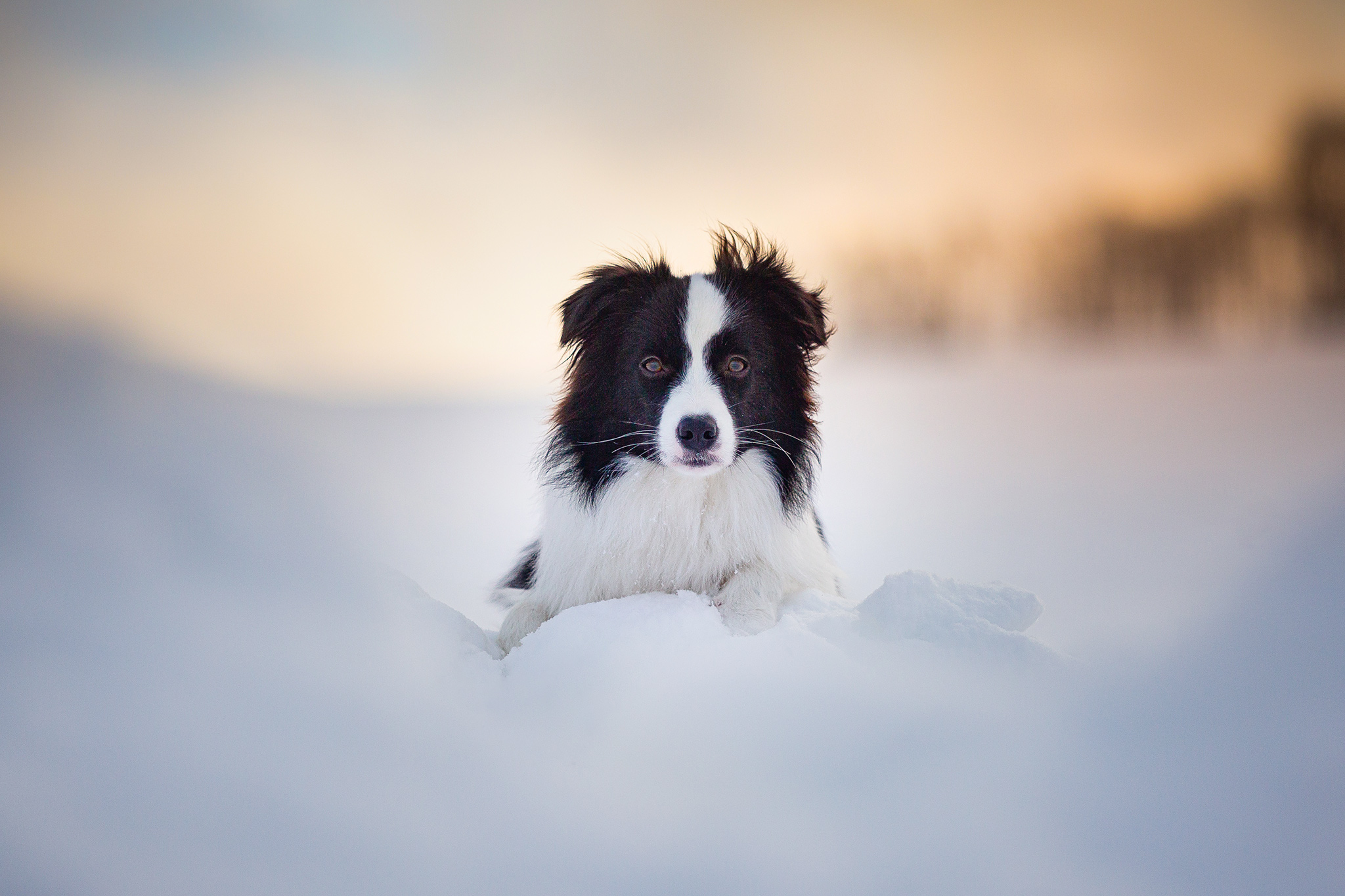 Border Collie Hündin, 9 Monate alt