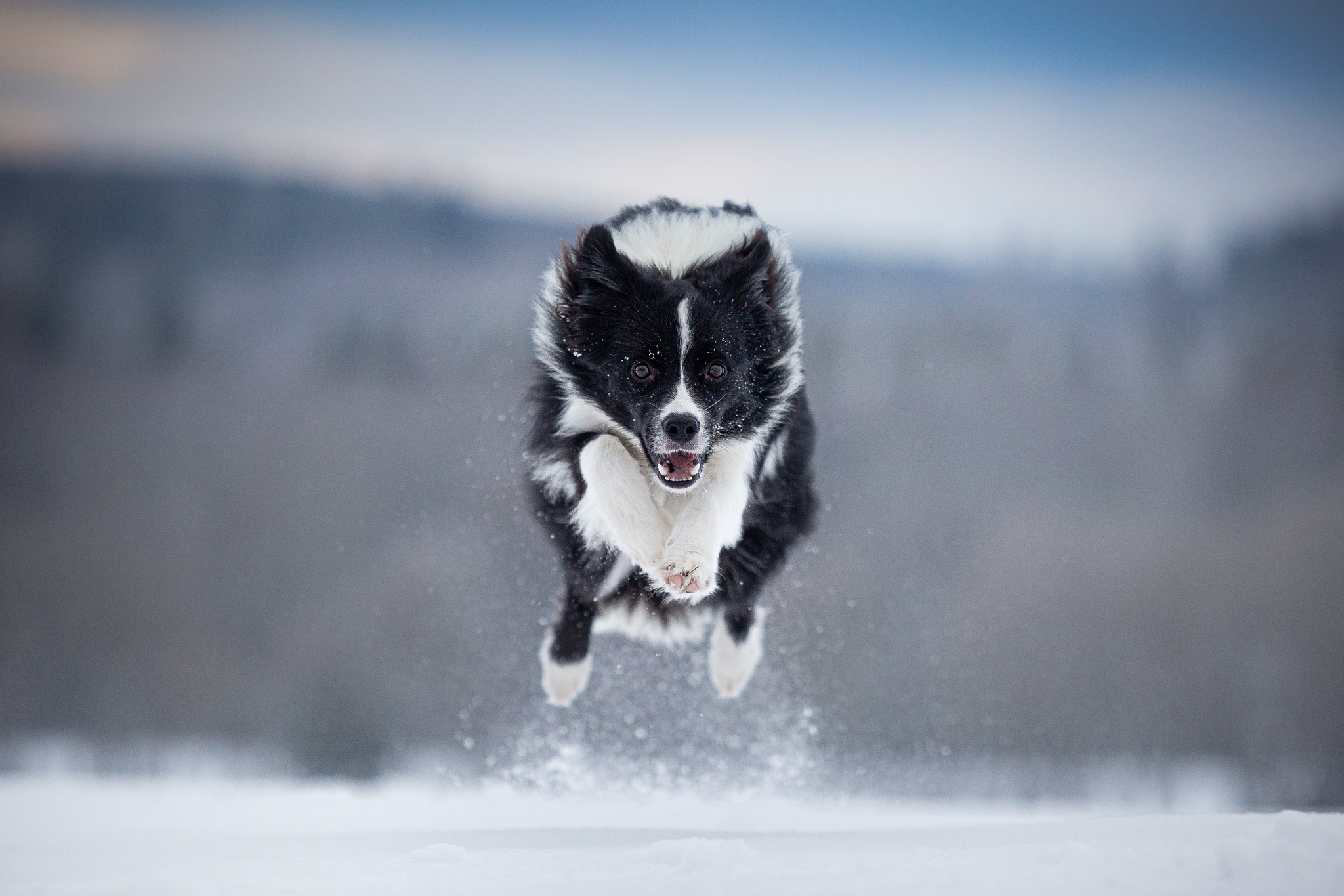 Border Collie Hündin, 9 Monate alt