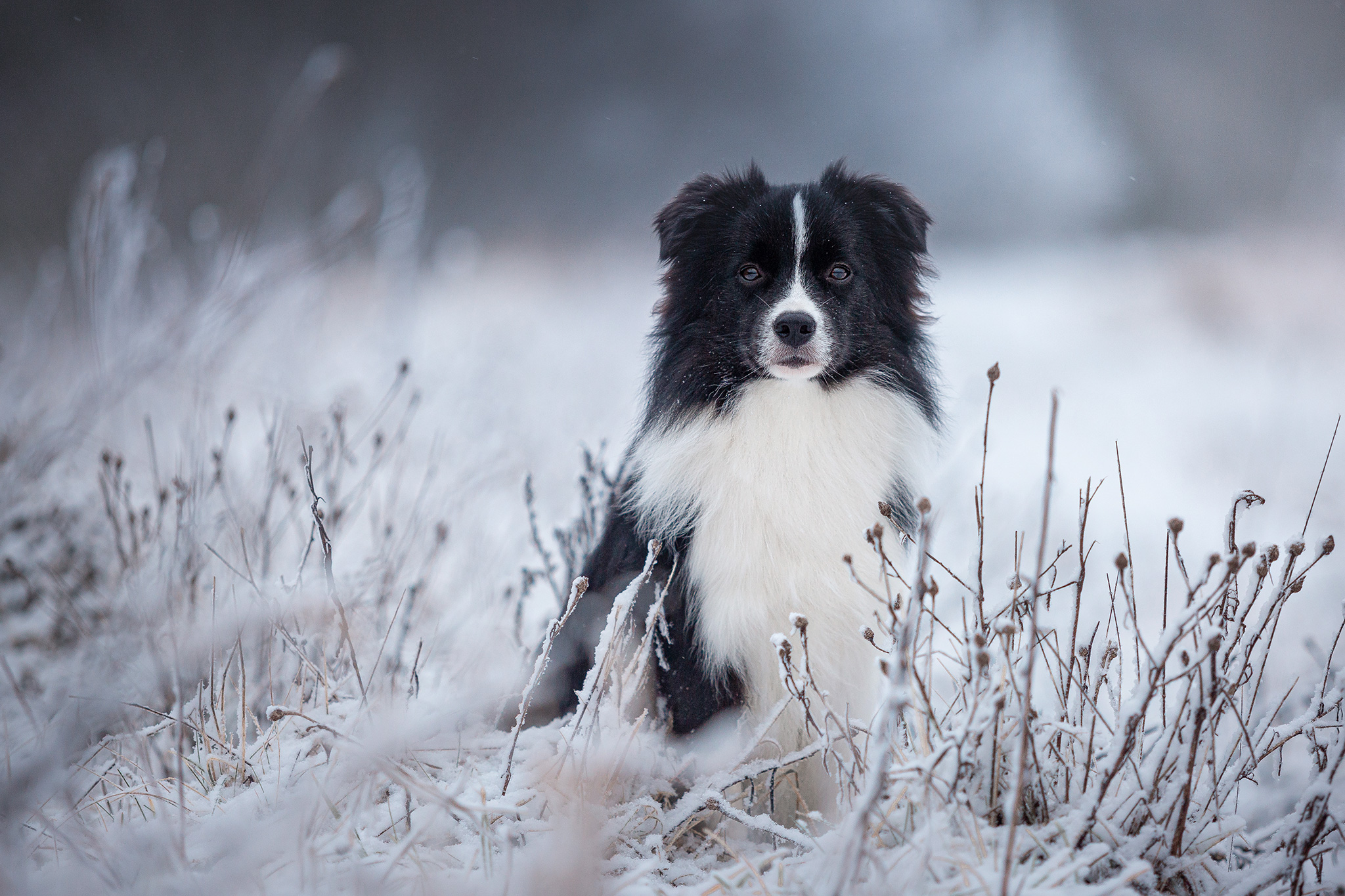 Border Collie Hündin, 10 Monate alt