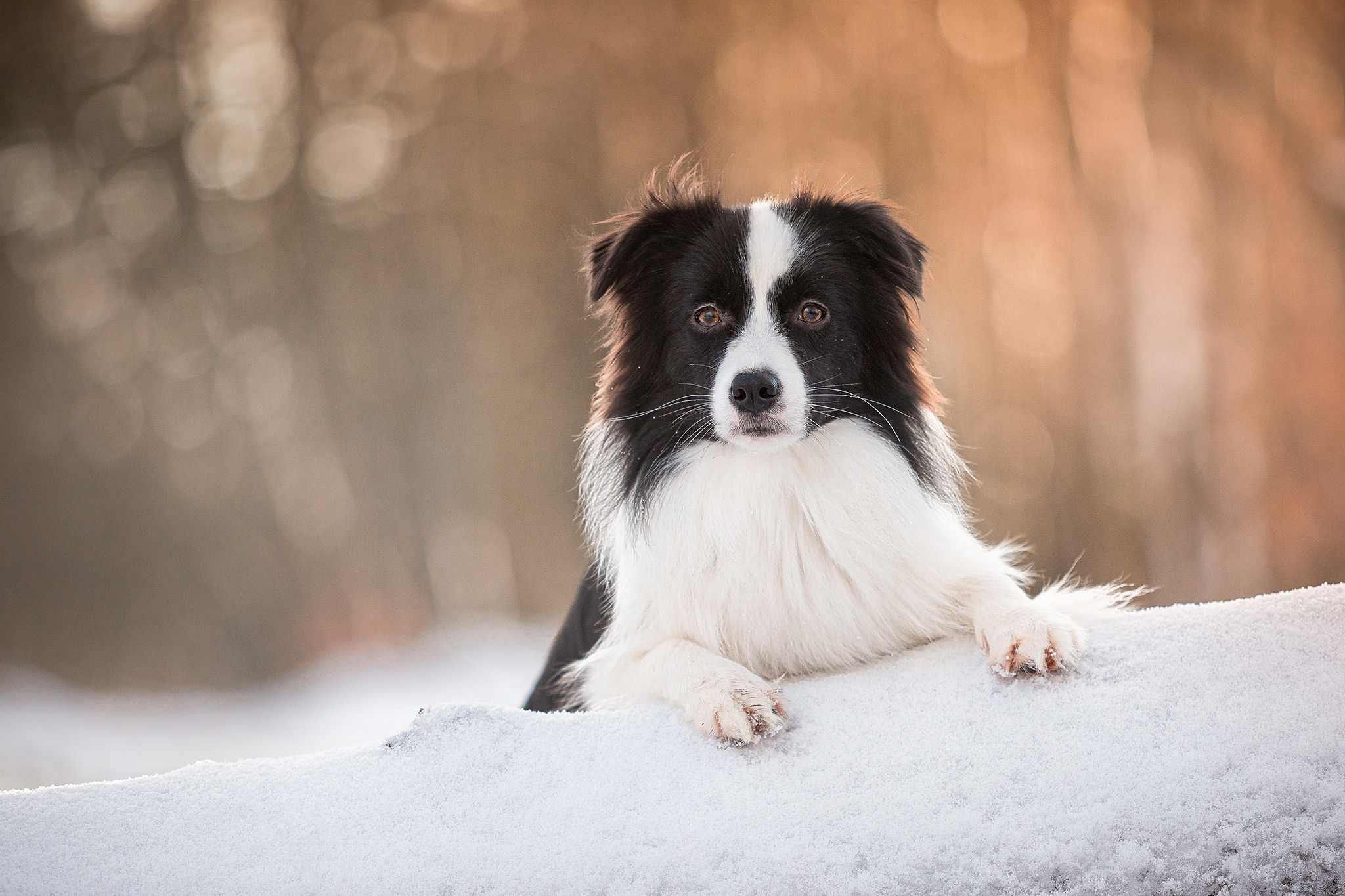 Border Collie Hündin, 10 Monate alt