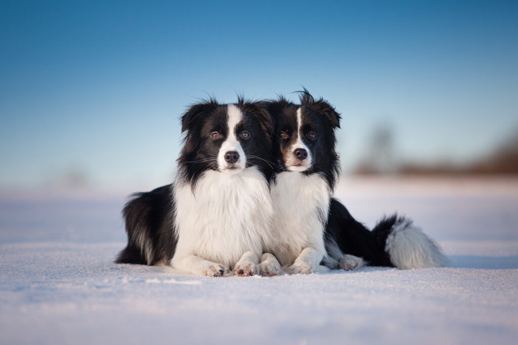 Border Collie Hündinnen, 10 Monate alt