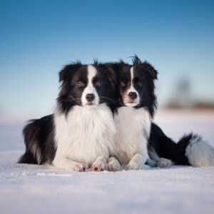 Border Collie Hündinnen, 10 Monate alt