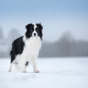 Border Collie Hündin