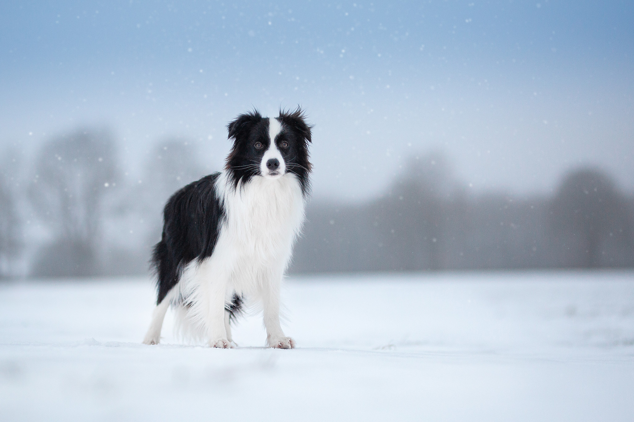 Border Collie Hündin