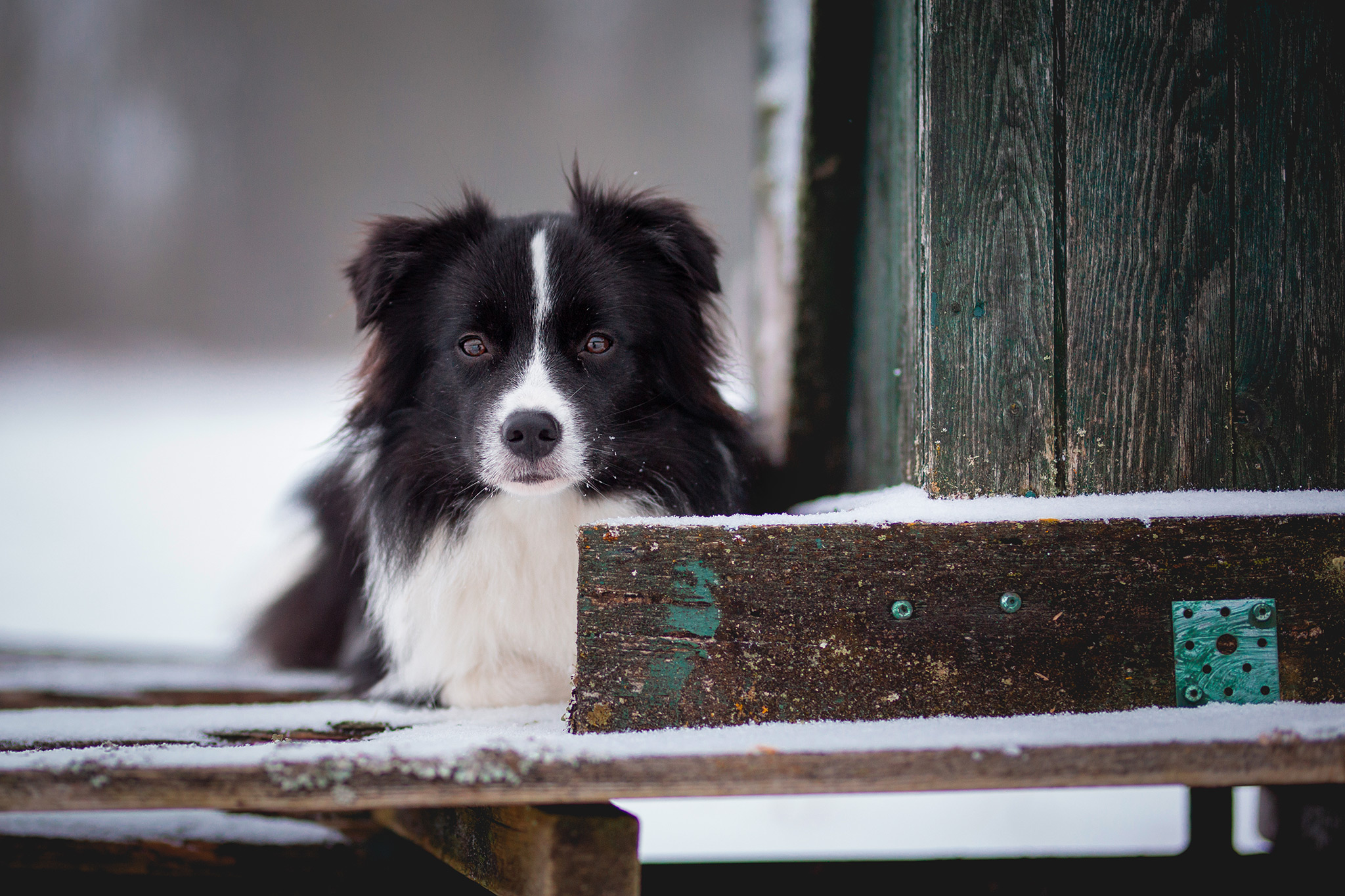 11 Monate alte Border Collie Hündin im Schnee