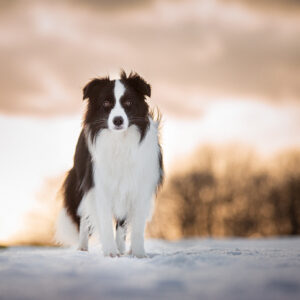 11 Monate alte Border Collie Hündin im Schnee bei Sonnenuntergang