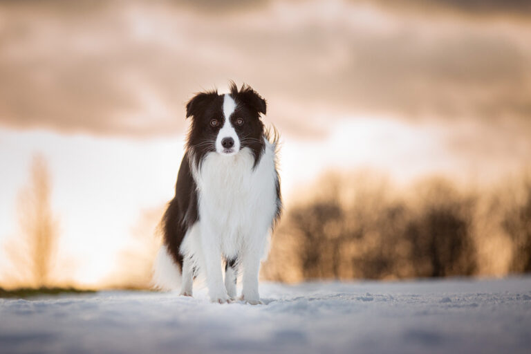 11 Monate alte Border Collie Hündin im Schnee bei Sonnenuntergang