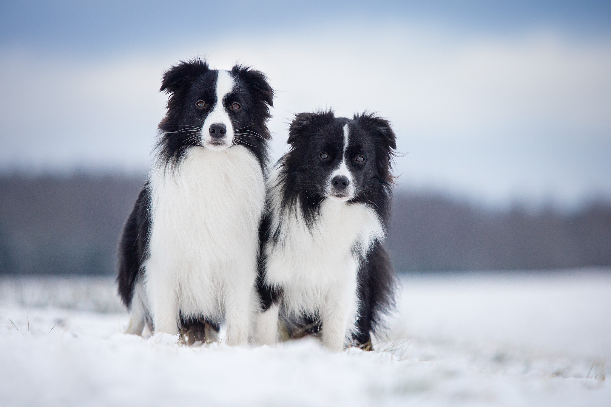 Border Collies im Schnee