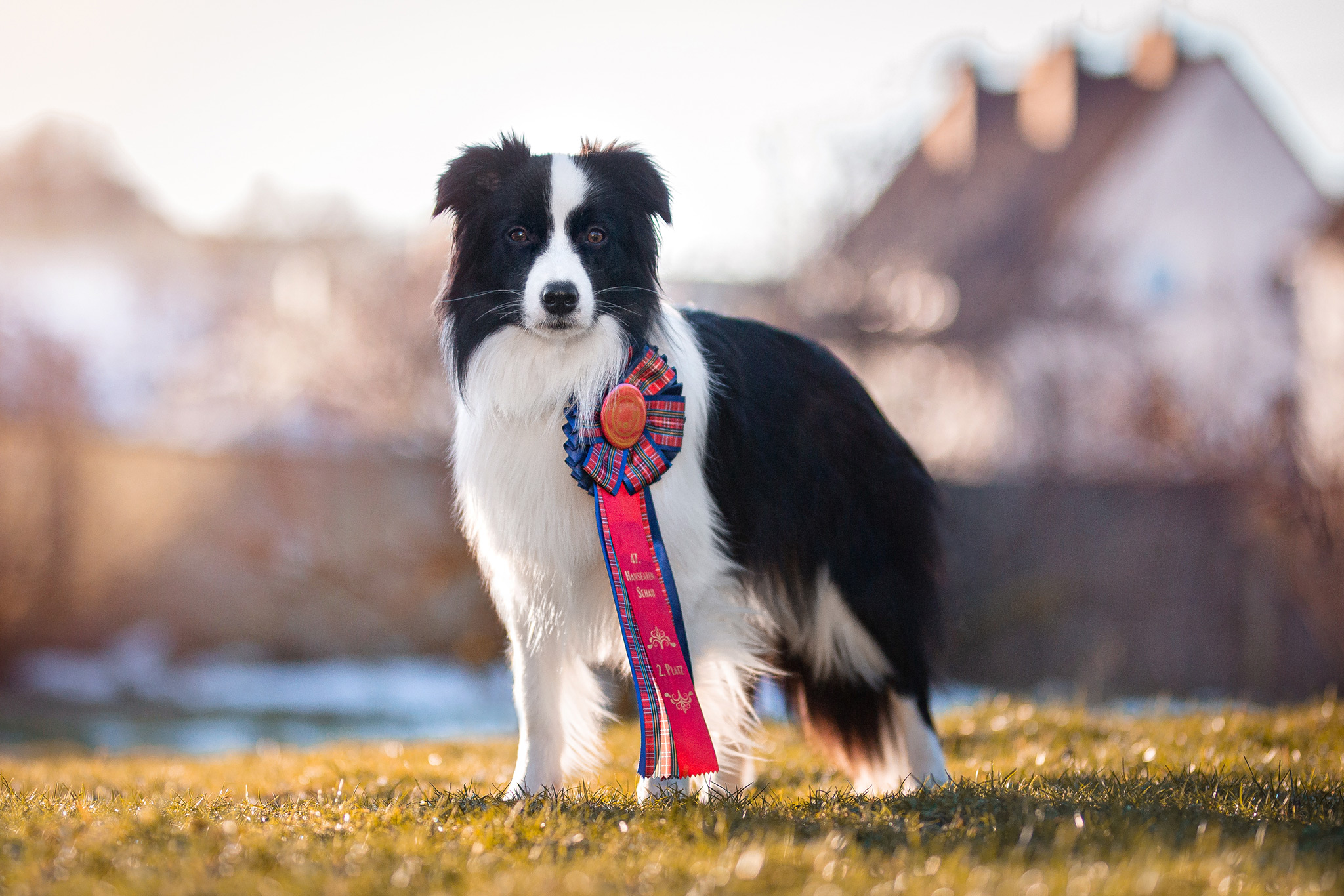 Border Collie Hündin mit Ausstellungsschleife