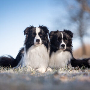 Border Collie Hündinnen