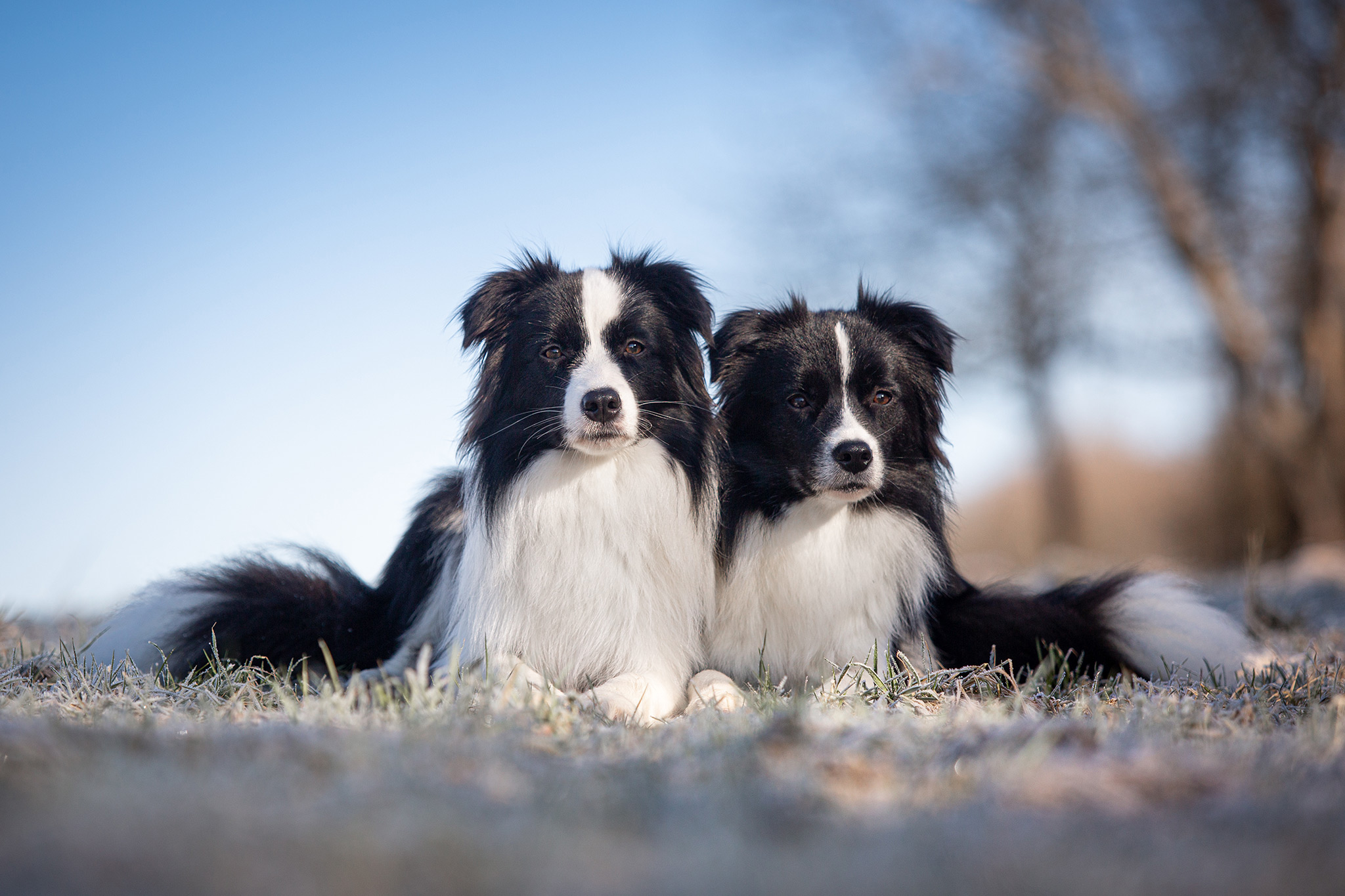 Border Collie Hündinnen