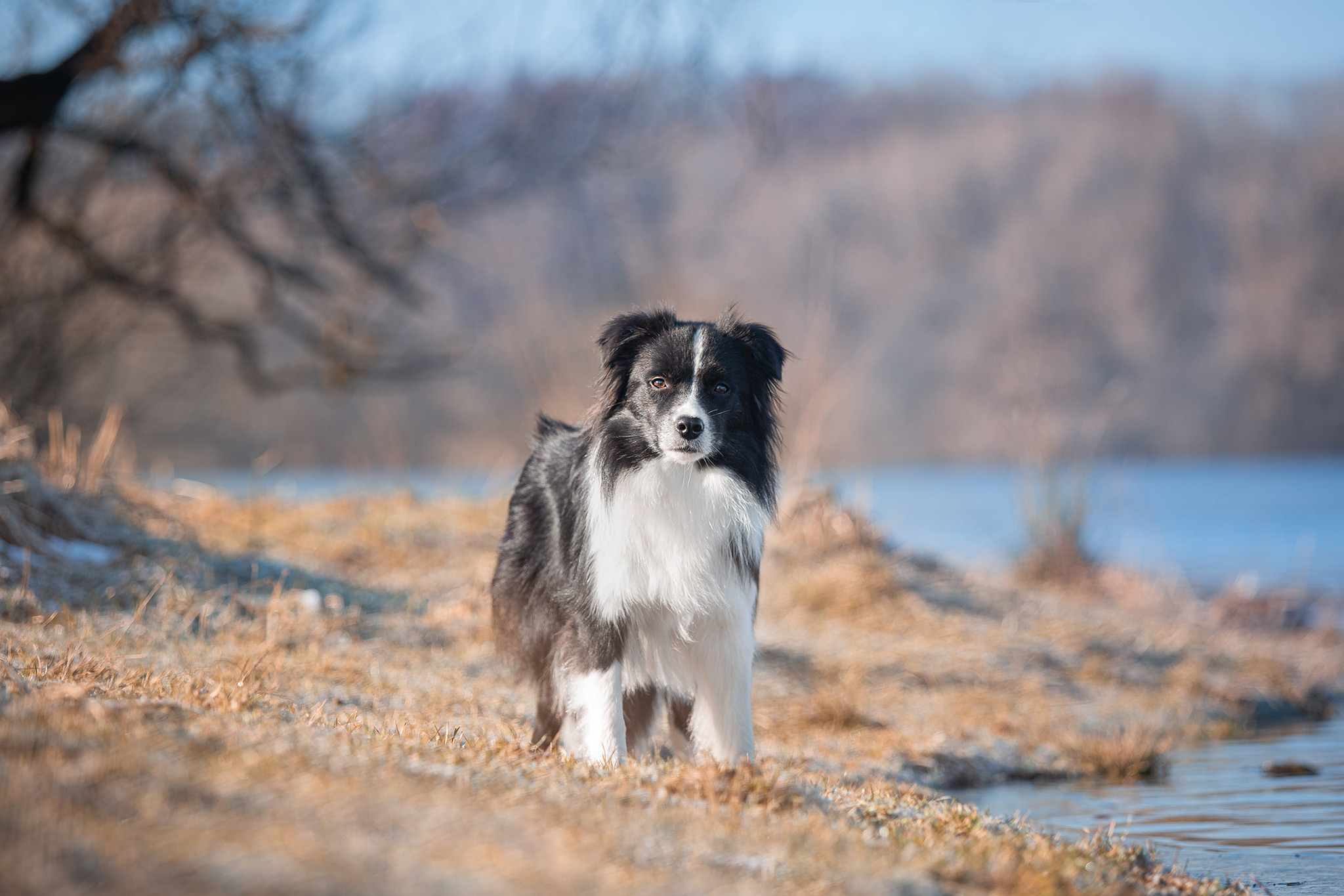 Einjährige Border Collie Hündin