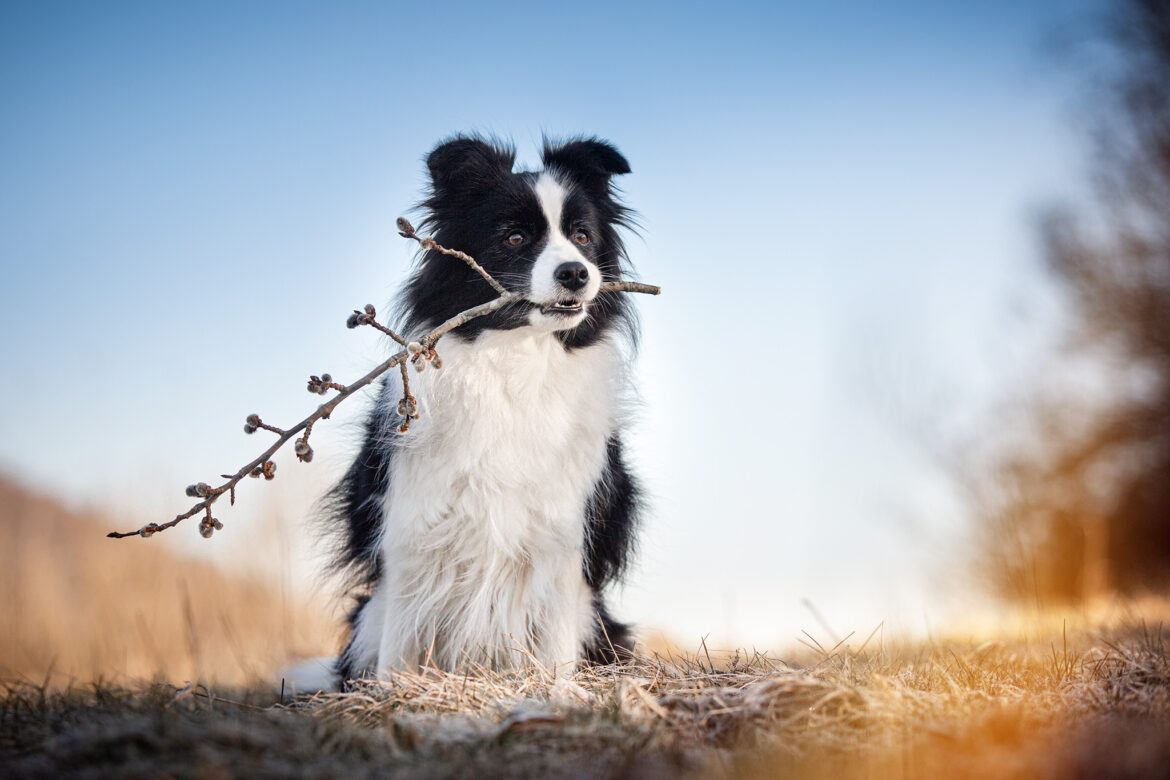 Border Collie Hündin mit einem Weidenzweig im Fang