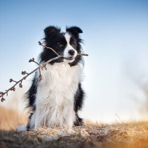 Border Collie Hündin mit einem Weidenzweig im Fang