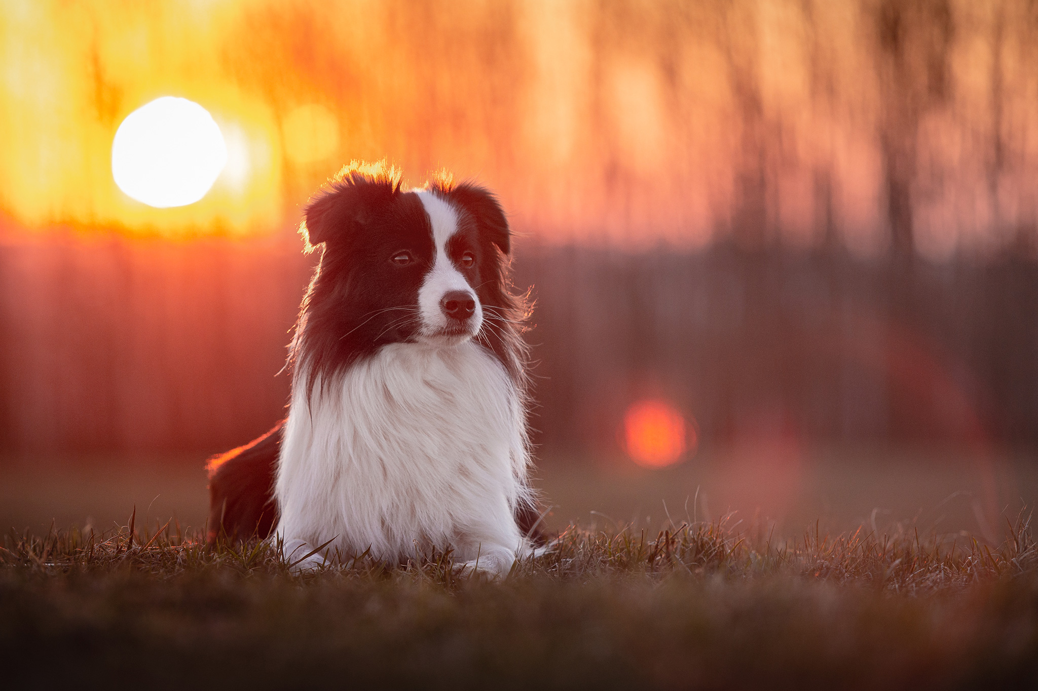 Einjährige Border Collie Hündin