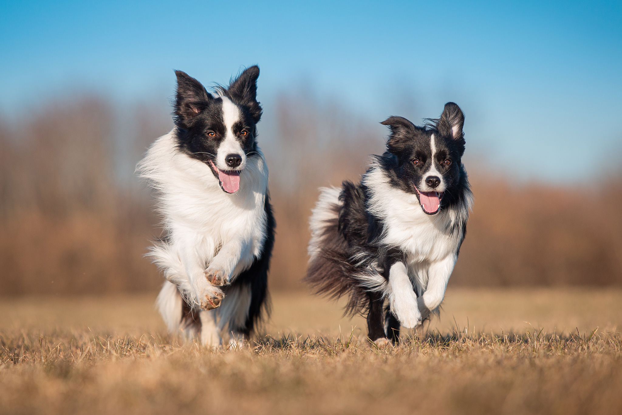 Border Collie Hündinnen