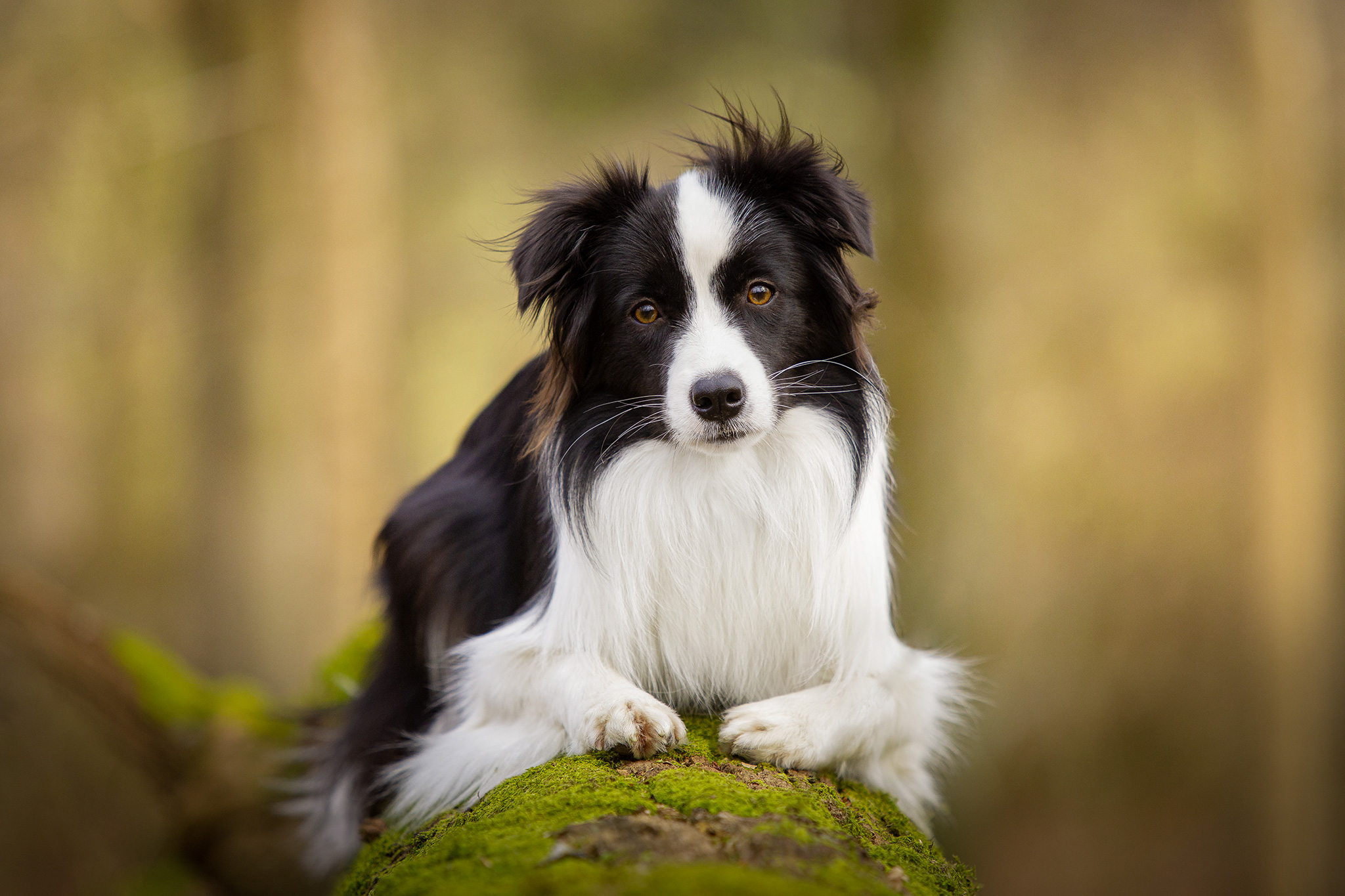 Border Collie Hündin, Broadmeadows Border Collie Zucht