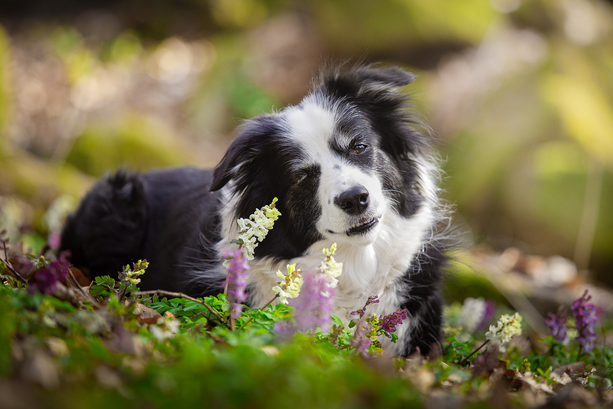 Ältere Border Collie Hündin