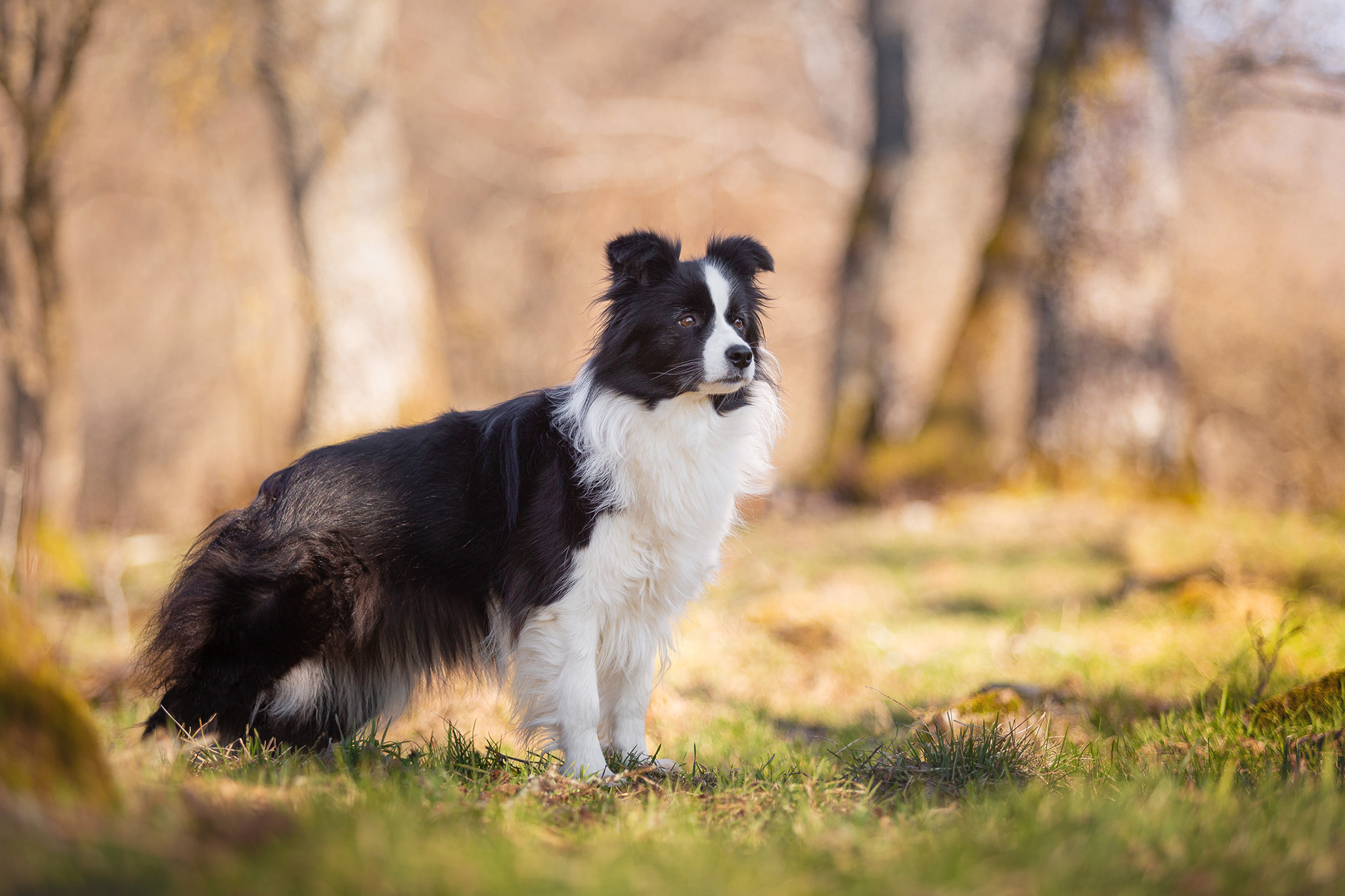 Border Collie