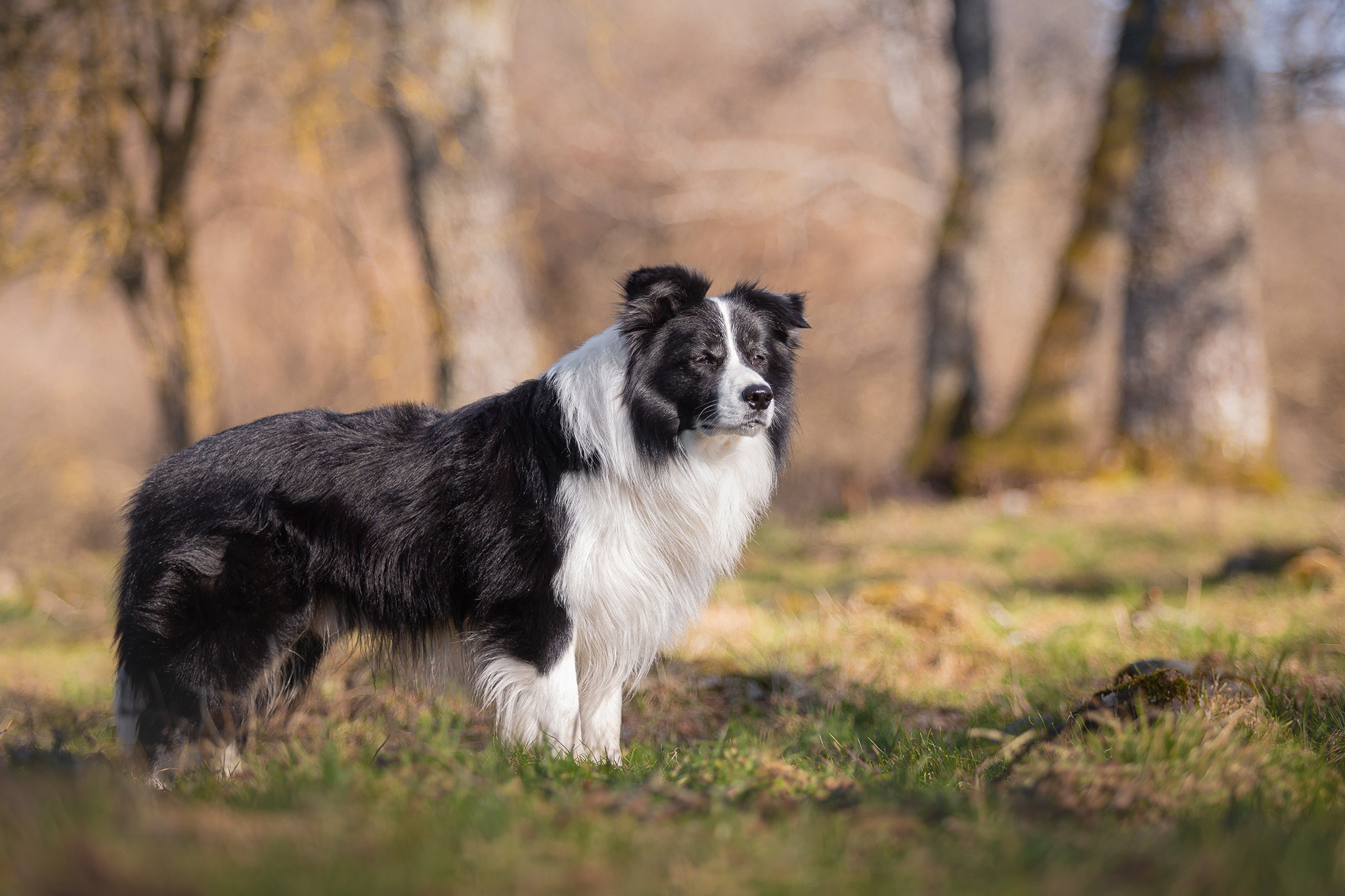 Border Collie Rüde