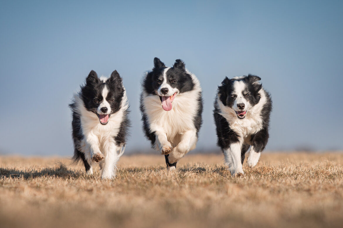 Drei rennende Border Collies