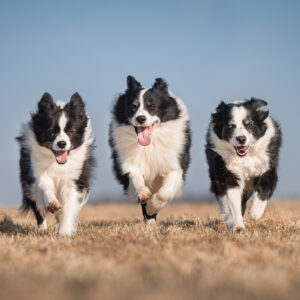 Drei rennende Border Collies