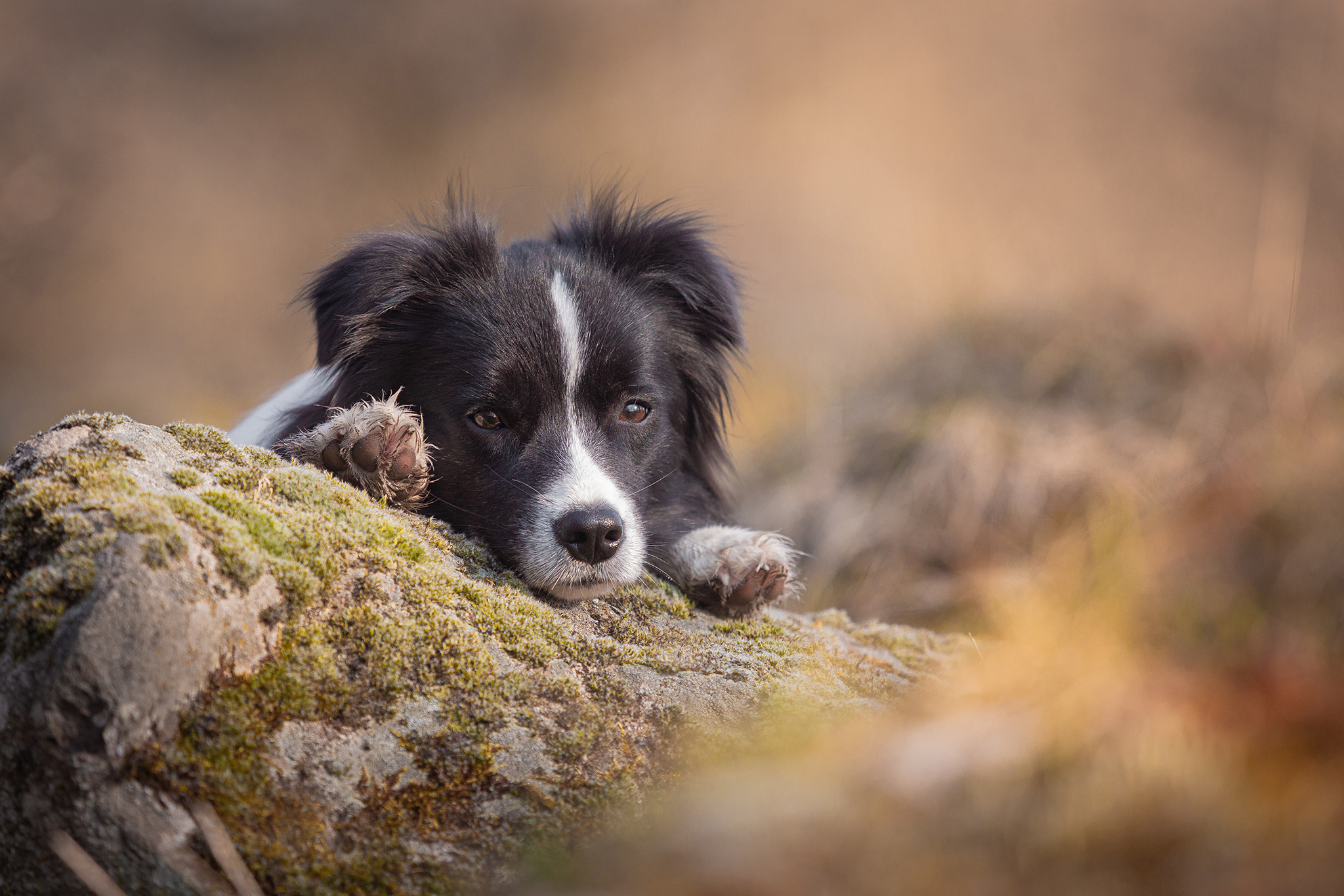 Border Collie Hündin auf Stein